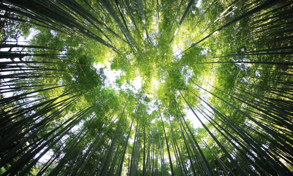 Comment valoriser les engagements écologiques de son entreprise ?